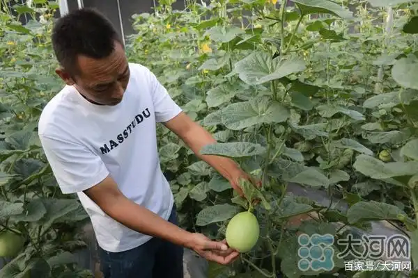 温室大棚蔬菜利润_智慧暖棚 反季节蔬菜种植 张良镇湾张村