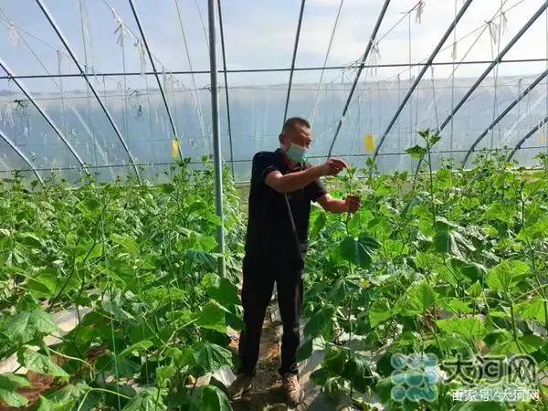 温室大棚蔬菜利润_智慧暖棚 反季节蔬菜种植 张良镇湾张村