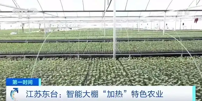 温室大棚蔬菜利润_东台西瓜育苗基地_智能温室大棚西瓜苗培育
