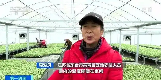 智能温室大棚西瓜苗培育_温室大棚蔬菜利润_东台西瓜育苗基地
