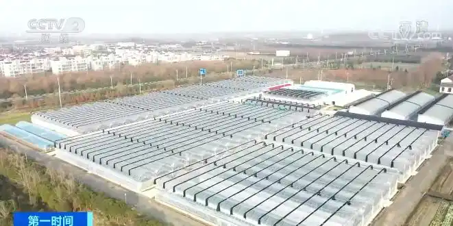 东台西瓜育苗基地_智能温室大棚西瓜苗培育_温室大棚蔬菜利润