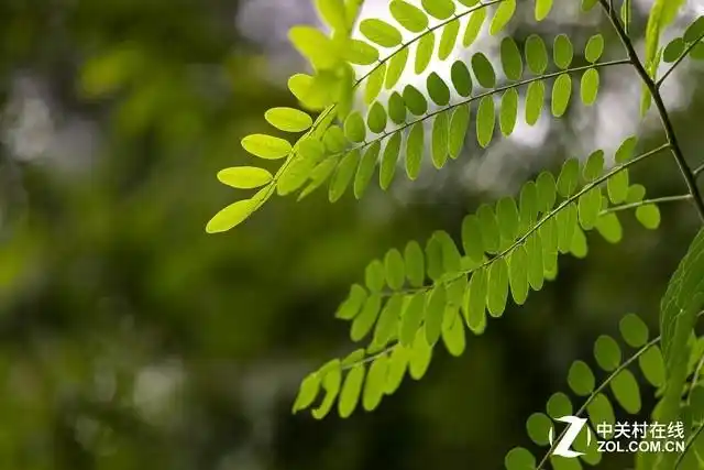 数码单反摄影技巧大全_手机摄影技巧_虚化拍摄方法