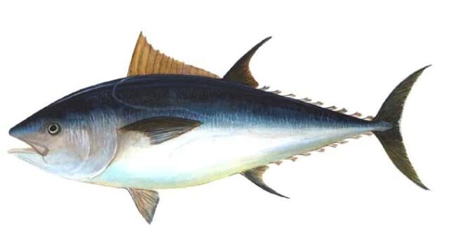 金枪鱼多少钱一斤