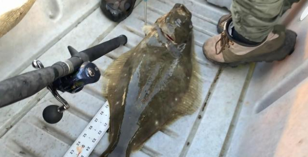 男子钓到5斤多的“鸦片鱼”，看起来真肥，只是吃法让人不能接受