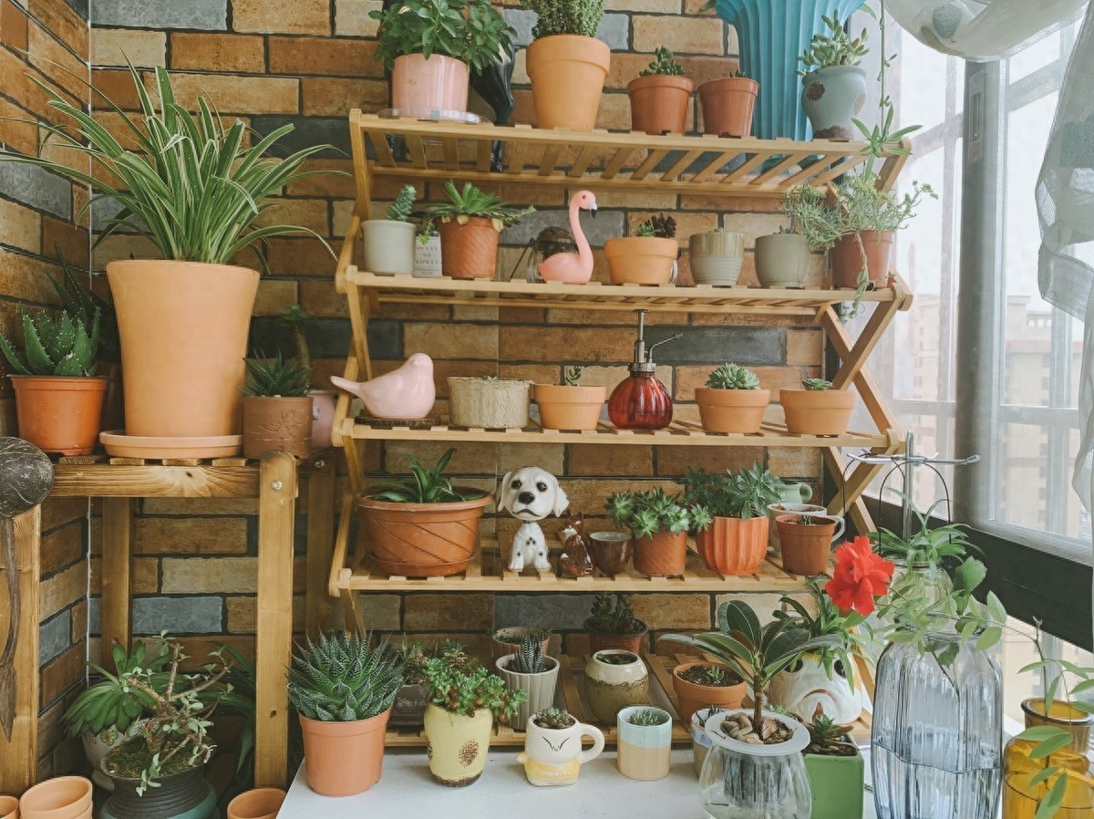 阳台多层花架上养植物,这样摆放,花草更旺盛(图1) 阳台花架植物摆放_适合阳台花架的植物_阳台木花架