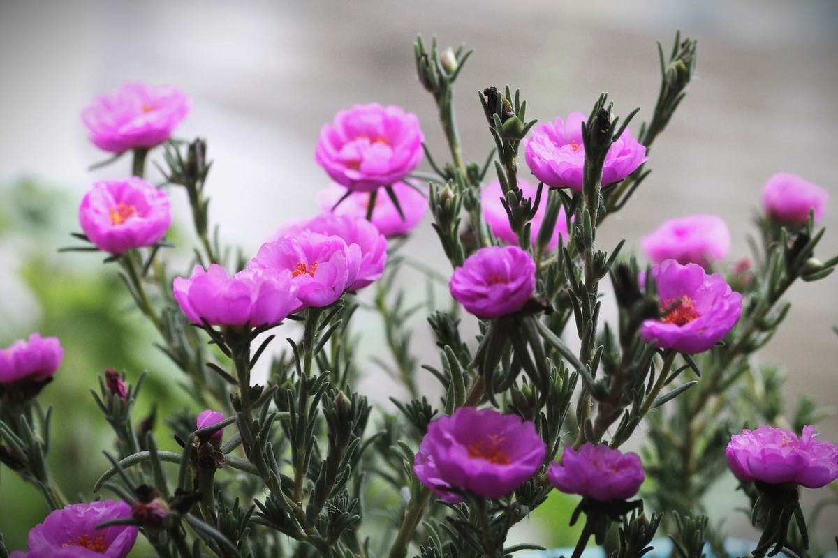 阳台多层花架上养植物,这样摆放,花草更旺盛(图3) 阳台花架植物摆放_阳台木花架_适合阳台花架的植物
