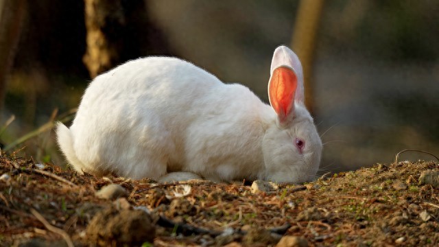 中国养兔网最新兔价_农村养兔技术教程_养兔子创业经验分享