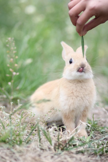 农村养兔技术教程_中国养兔网最新兔价_养兔子创业经验分享