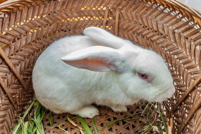 农村养兔技术教程_中国养兔网最新兔价_养兔子创业经验分享