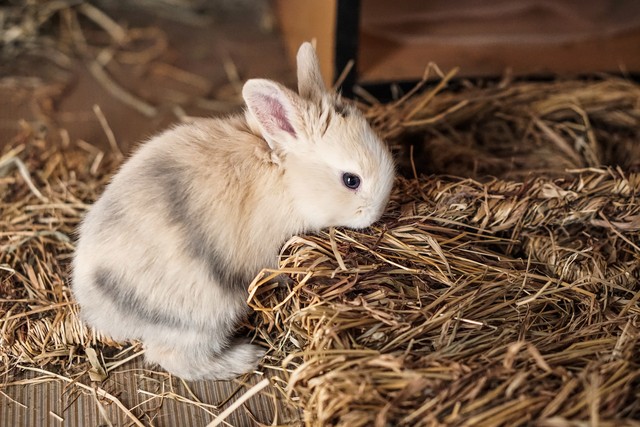 中国养兔网最新兔价_养兔子创业经验分享_农村养兔技术教程