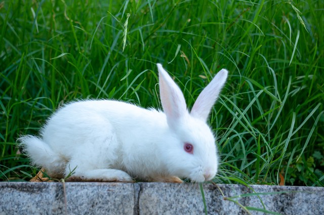 中国养兔网最新兔价_农村养兔技术教程_养兔子创业经验分享