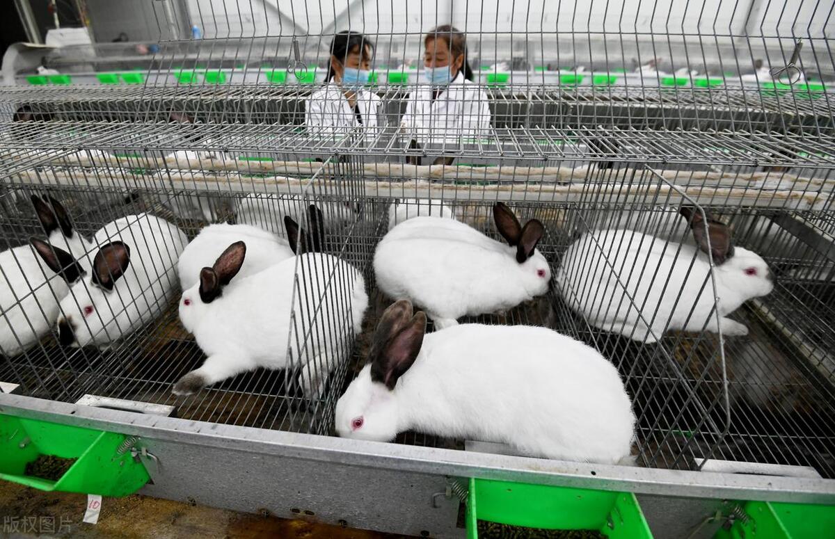 养兔子创业经验分享_中国养兔网最新兔价_农村养兔技术教程