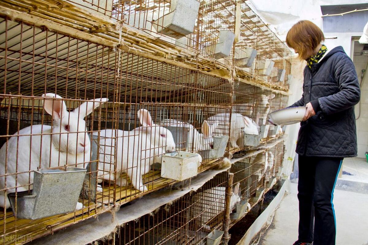 农村养兔技术教程_中国养兔网最新兔价_养兔子创业经验分享