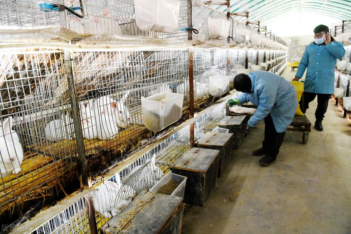 农村养兔技术教程_中国养兔网最新兔价_养兔子创业经验分享