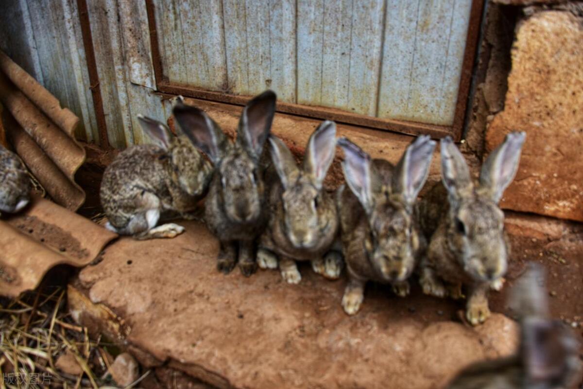 中国养兔网最新兔价_农村养兔技术教程_养兔子创业经验分享
