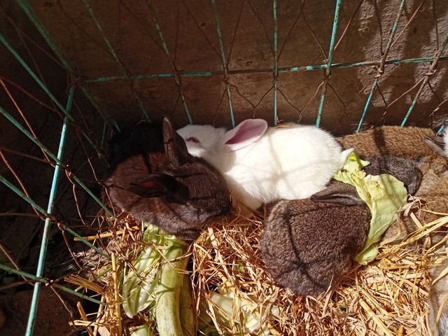 农村养兔技术教程_中国养兔网最新兔价_养兔子创业经验分享