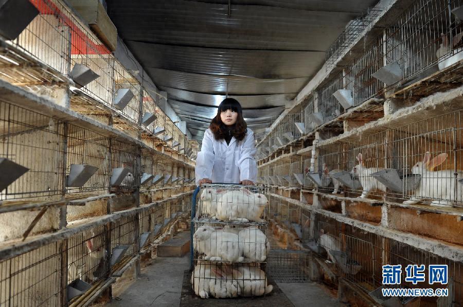 养兔成本收益分析_养兔市场前景广阔_中国养兔网最新兔价