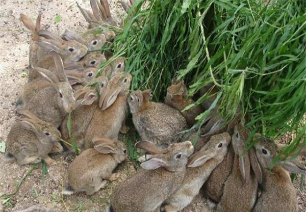 养兔市场前景广阔_中国养兔网最新兔价_养兔成本收益分析