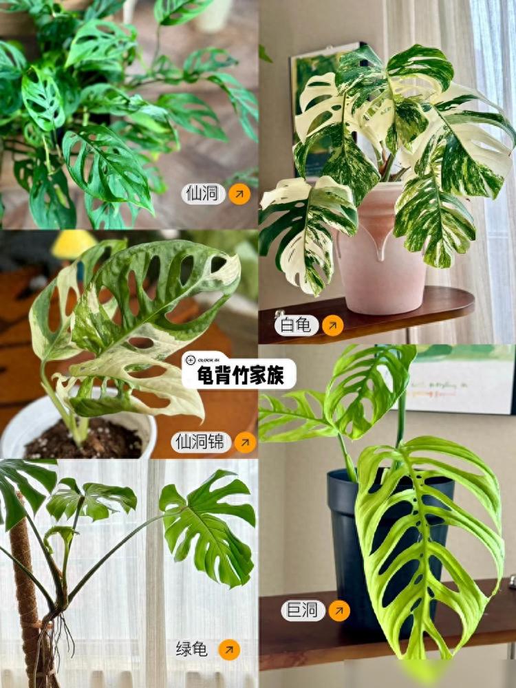 我用“中药柜”当花架,摆满30+盆植物,美翻整个阳台~(图1) 中药柜阳台植物摆放_龟背竹鹿角蕨花烛养护_阳台木花架