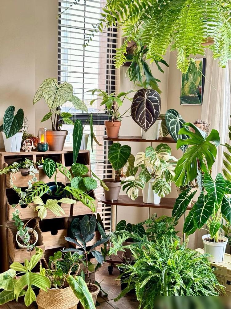 我用“中药柜”当花架,摆满30+盆植物,美翻整个阳台~(图2) 中药柜阳台植物摆放_阳台木花架_龟背竹鹿角蕨花烛养护