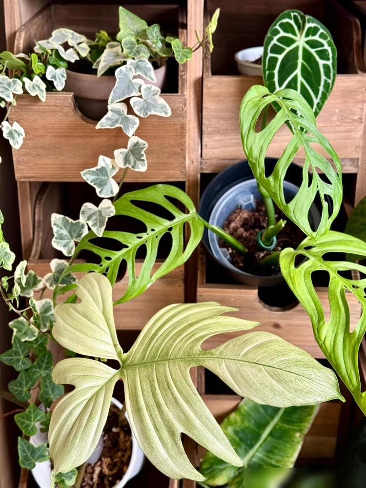 我用“中药柜”当花架,摆满30+盆植物,美翻整个阳台~(图4) 阳台木花架_中药柜阳台植物摆放_龟背竹鹿角蕨花烛养护