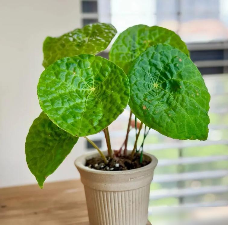 我用“中药柜”当花架,摆满30+盆植物,美翻整个阳台~(图6) 中药柜阳台植物摆放_阳台木花架_龟背竹鹿角蕨花烛养护