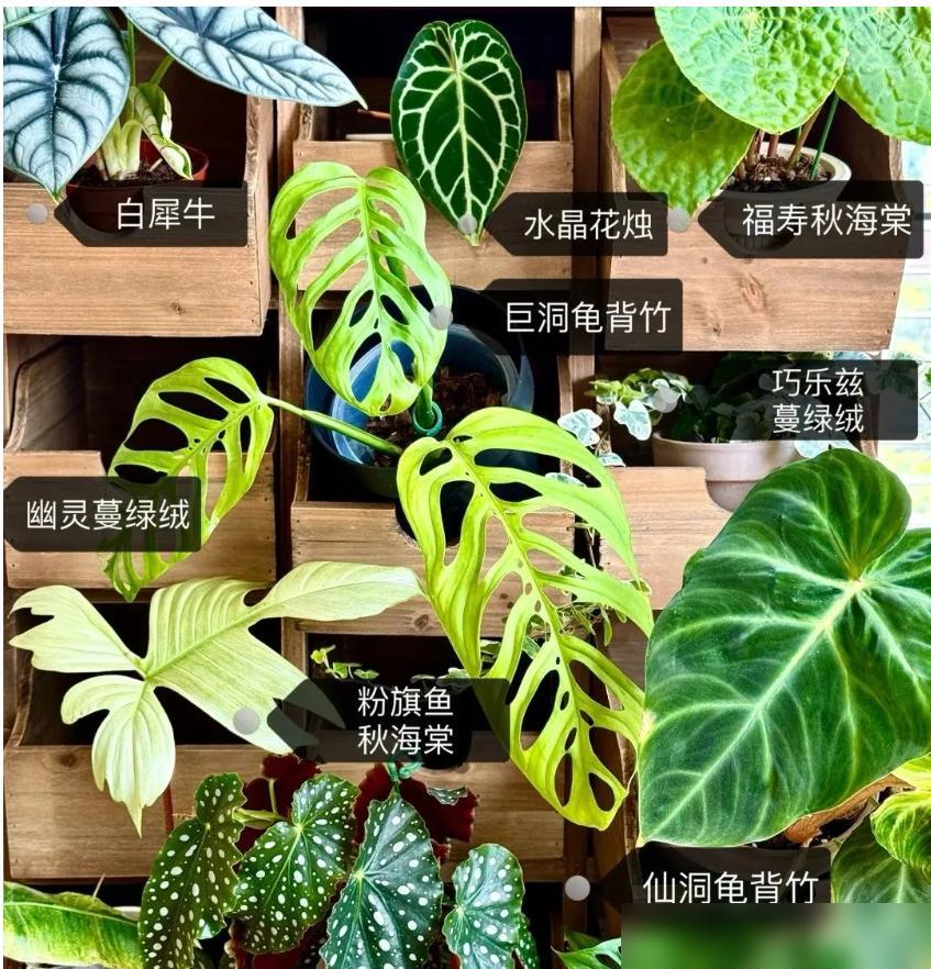 我用“中药柜”当花架,摆满30+盆植物,美翻整个阳台~(图7) 中药柜阳台植物摆放_龟背竹鹿角蕨花烛养护_阳台木花架