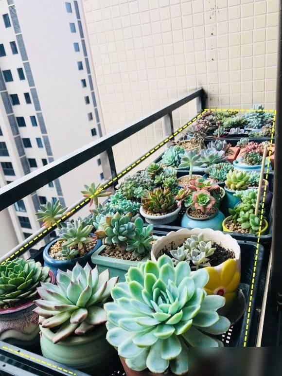 买了高层22楼,在阳台外搭不锈钢花架,楼下业主:赶紧拆掉!(图7) 阳台木花架_楼上养花影响楼下生活怎么办_高层阳台外花架安全风险