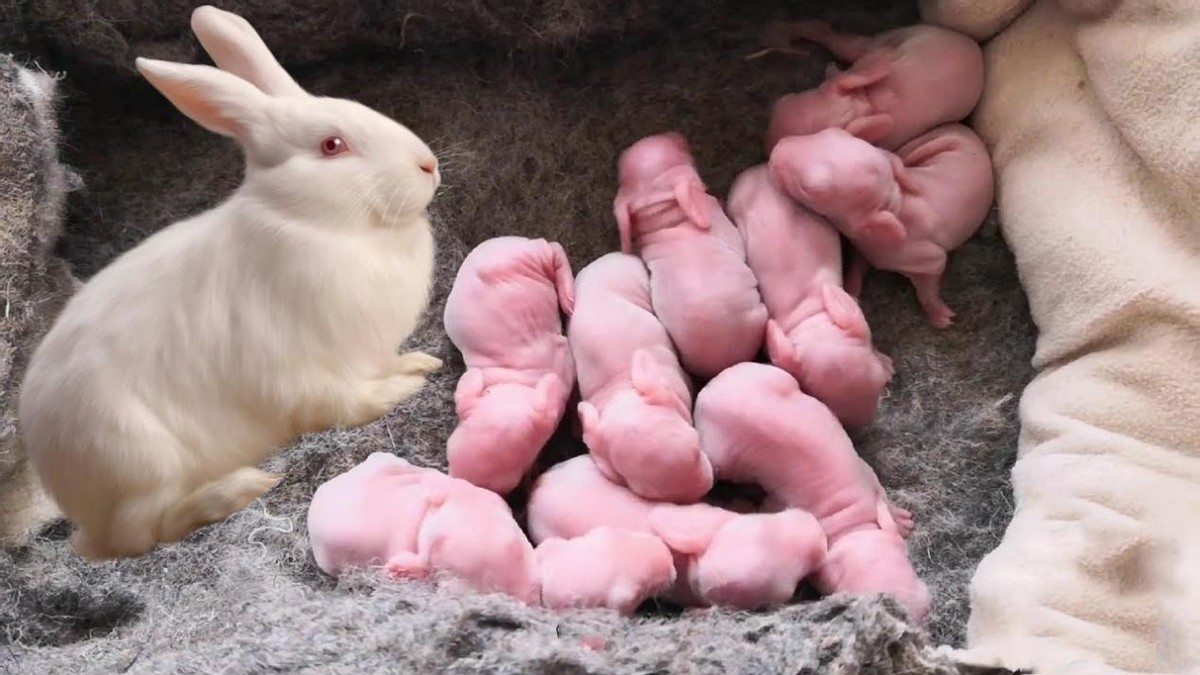 兔子养殖成本_养殖兔子优势_中国养兔网最新兔价