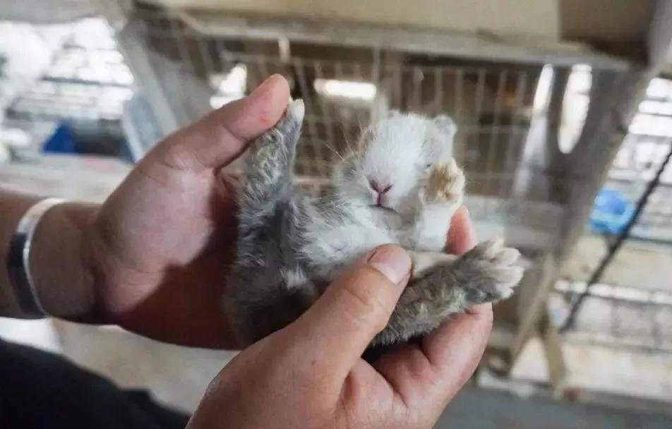 养殖兔子优势_中国养兔网最新兔价_兔子养殖成本