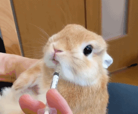 兔子养殖成本_中国养兔网最新兔价_养殖兔子优势