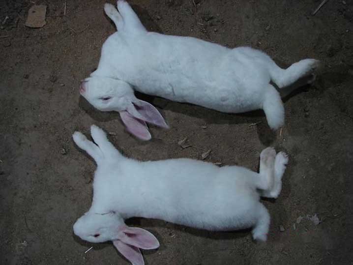 中国养兔网最新兔价_兔子养殖成本_养殖兔子优势