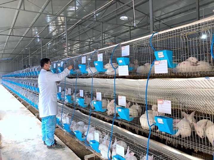 养殖兔子优势_兔子养殖成本_中国养兔网最新兔价
