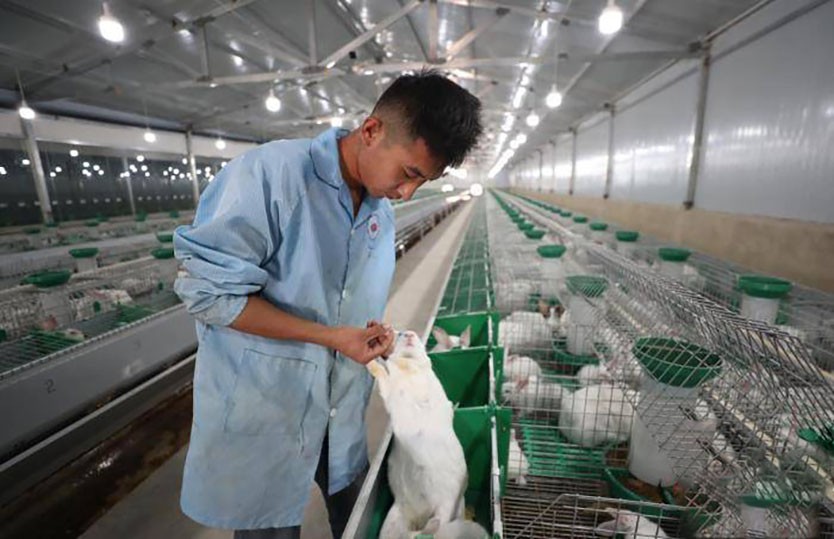 中国养兔网最新兔价_养殖兔子优势_兔子养殖成本