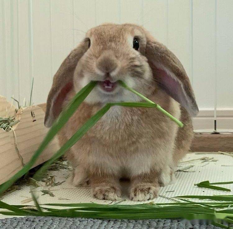 养殖兔子优势_兔子养殖成本_中国养兔网最新兔价