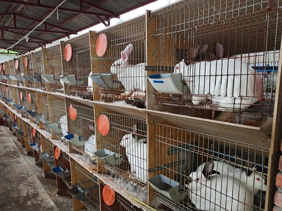 养殖兔子优势_中国养兔网最新兔价_兔子养殖成本
