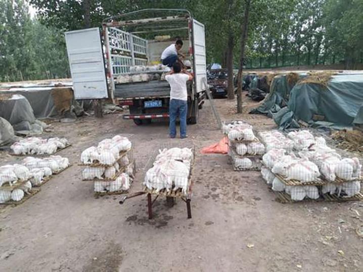 兔子养殖成本_养殖兔子优势_中国养兔网最新兔价