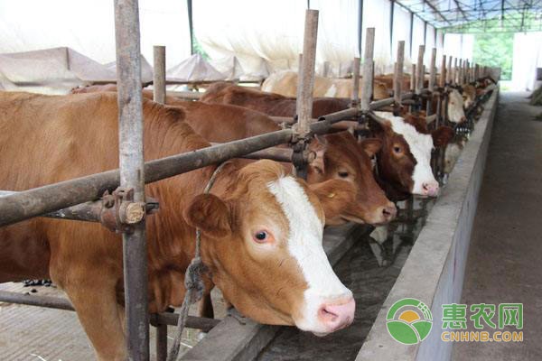 养殖50水牛一年的利润_养五十头牛一年利润_西门塔尔牛前景分析