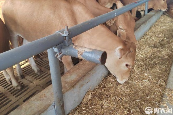 养五十头牛一年利润_养殖50水牛一年的利润_西门塔尔牛前景分析