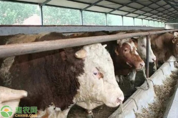 养殖50水牛一年的利润_养五十头牛一年利润_西门塔尔牛前景分析