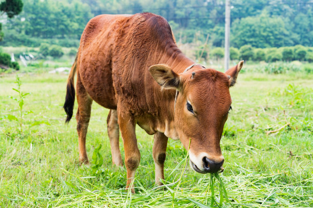 养牛常用的牧草品种