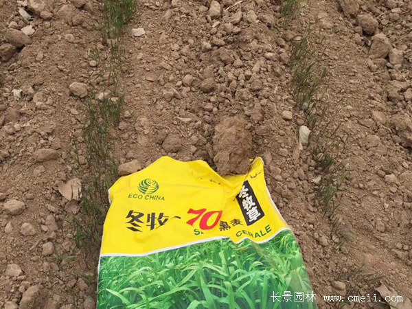 养牛牧草品种推荐_养殖50水牛一年的利润_养50头牛投资多少钱利润多少