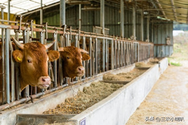 揭秘养五十头牛一年的利润:农业领域的黄金投资(图1) 养殖50水牛一年的利润_养五十头牛一年的利润_养牛业投资回报率