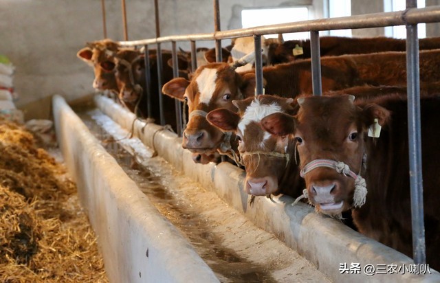揭秘养五十头牛一年的利润:农业领域的黄金投资(图4) 养五十头牛一年的利润_养殖50水牛一年的利润_养牛业投资回报率