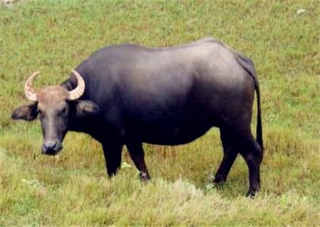 养殖50水牛一年的利润_水牛苗价格多少钱一头_养水牛赚钱吗