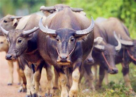 养水牛赚钱吗_养殖50水牛一年的利润_水牛苗价格多少钱一头