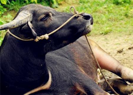 水牛苗价格多少钱一头_养殖50水牛一年的利润_养水牛赚钱吗