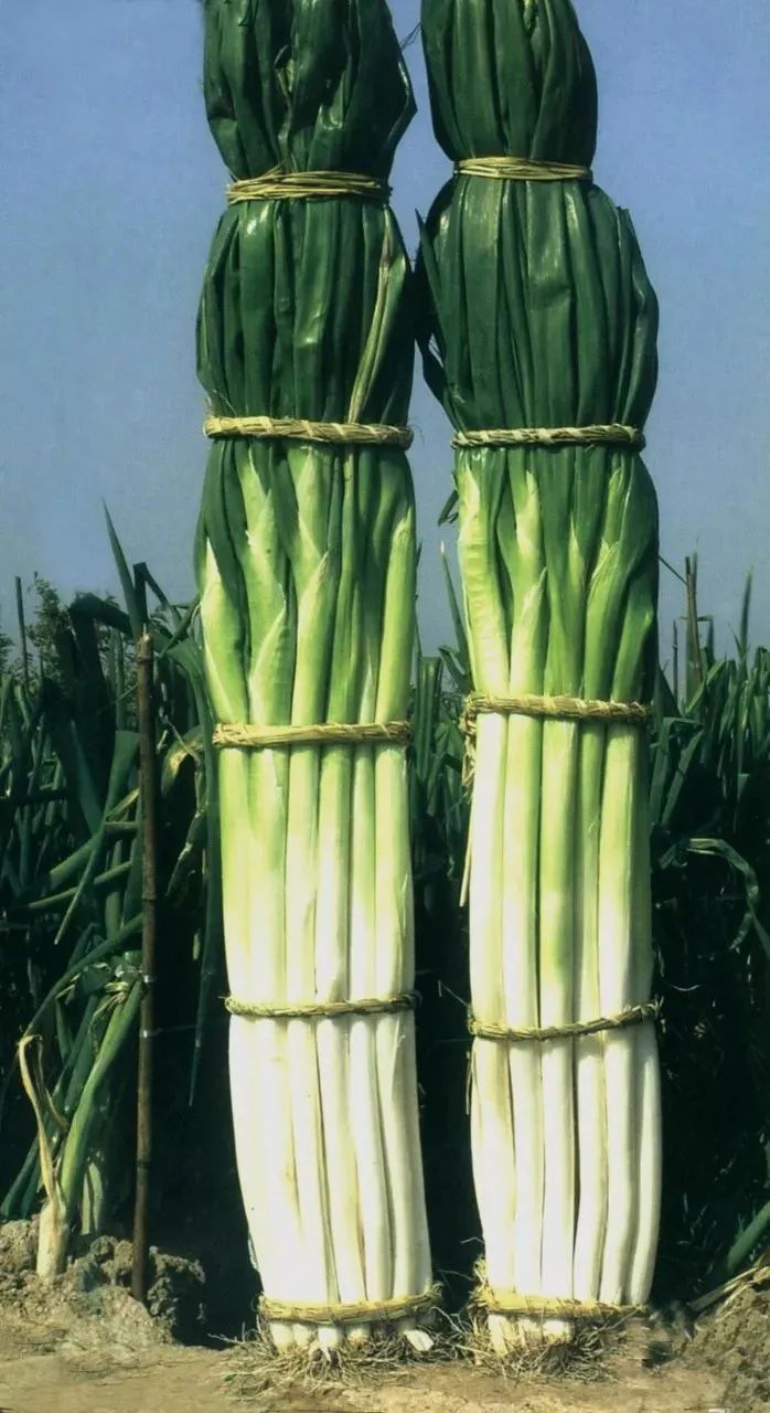 鲁菜没落原因_鲁菜八大菜系地位_鲁菜图片高清