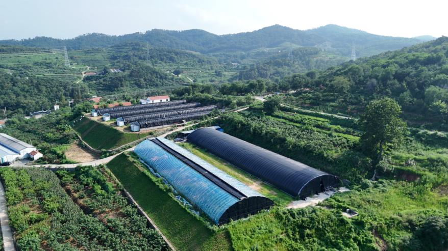 威海无花果产业转型升级_无花果图片大全和价钱_摩天岭无花果现代农业产业示范园