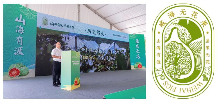 威海无花果产业转型升级_无花果图片大全和价钱_摩天岭无花果现代农业产业示范园